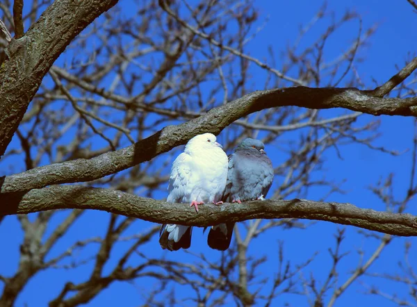 Married Couple Pigeons Bask Winter Sun — Photo