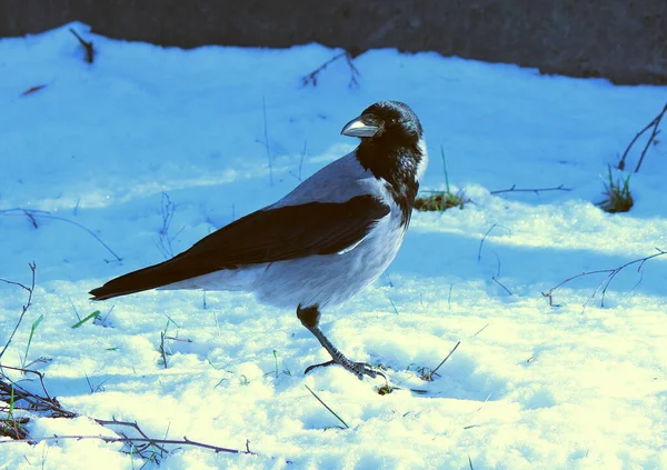 Beautiful Crow Bathes Freshly Fallen Snow — Stock Photo, Image