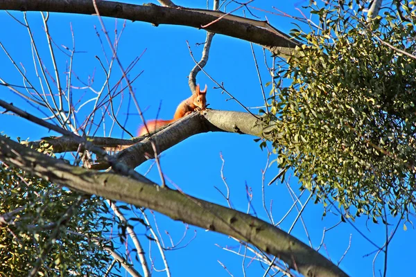 Curious Squirrel Watching Photographer — Stock fotografie