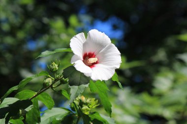 Botanik bahçesinde bahar renkleri isyanı