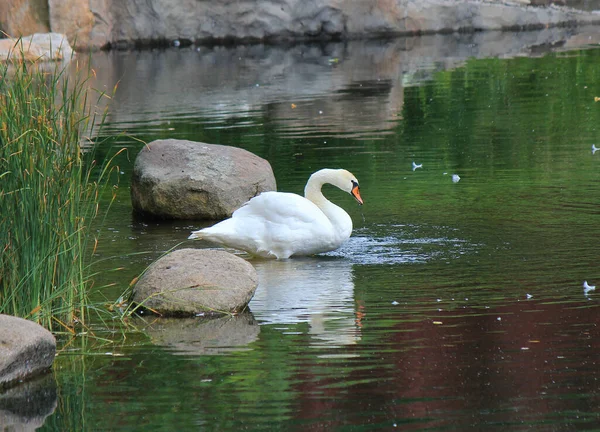 キエフ動物園の池にいるエキゾチックな鳥 — ストック写真