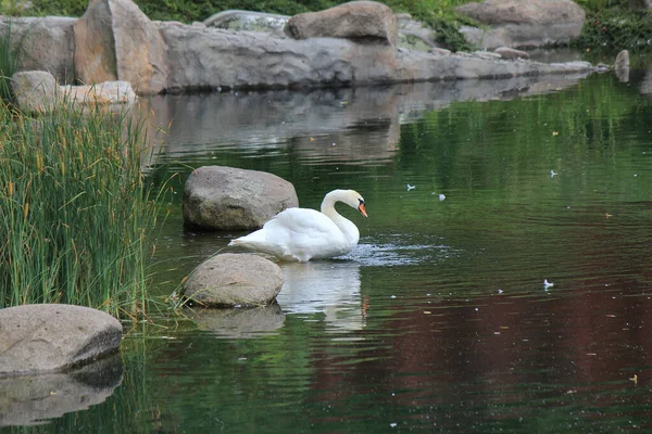 Exotischer Vogel Teich Des Kiewer Zoos — Stockfoto