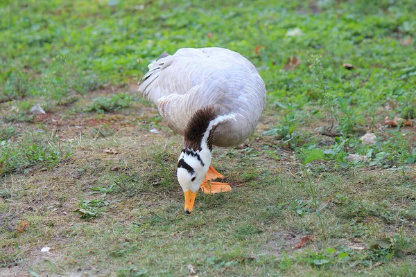 Bright Wild Duck Green Spring Lawn — Stock Photo, Image