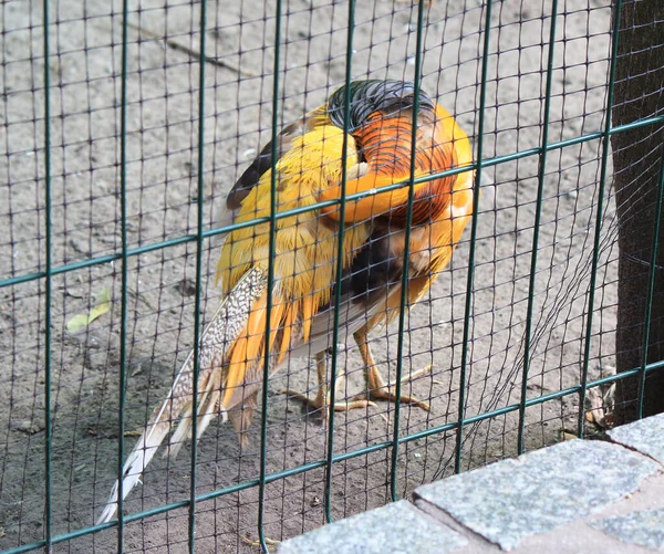 Zářivý Exotický Pták Voliéře Zoo — Stock fotografie