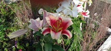 Çiçeklerin yaz isyanı