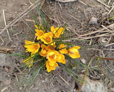 Çiçeklerin yaz isyanı