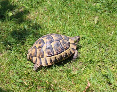 Açgözlü kaplumbağa bahçeye çıktı ve lezzetli çiçekleri yedi.