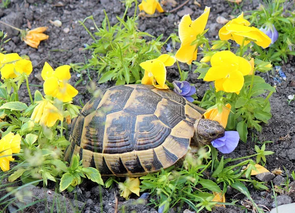 Glutton Turtle Crawled Garden Eats Delicious Flowers Fotos de stock
