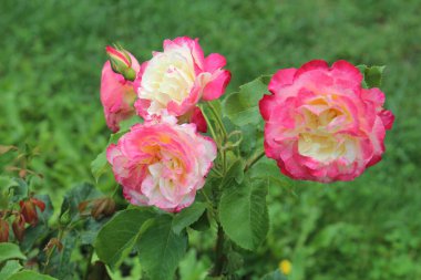 Karadeniz kıyısındaki Sveti Vlas kasabasında güzel Bulgar gülleri