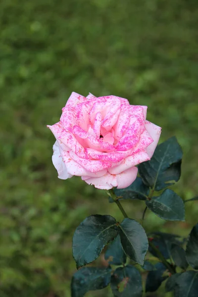 Beautiful Bulgarian Roses Town Sveti Vlas Black Sea Coast — Stock Photo, Image