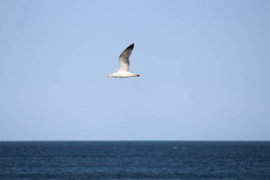 Bulgaristan 'daki Karadeniz dalgaları üzerinde martıların hızlı bir şekilde uçuşu