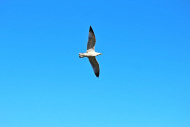 Bulgaristan 'daki Karadeniz dalgaları üzerinde martıların hızlı bir şekilde uçuşu