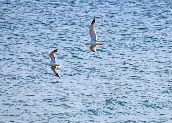 Vol Rapide Des Mouettes Dessus Des Vagues Mer Noire Bulgarie — Photo