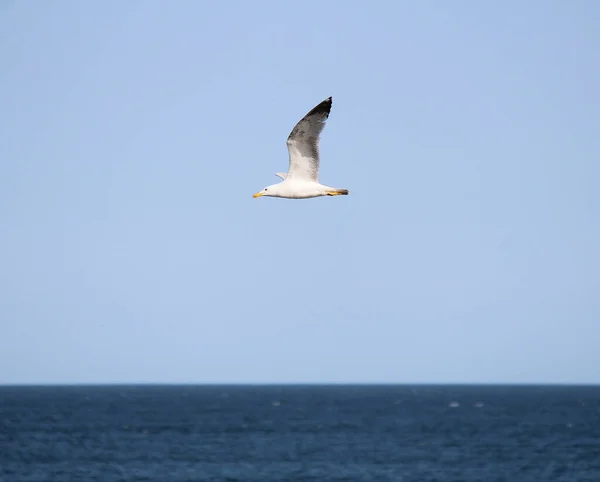 Vol Rapide Des Mouettes Dessus Des Vagues Mer Noire Bulgarie — Photo