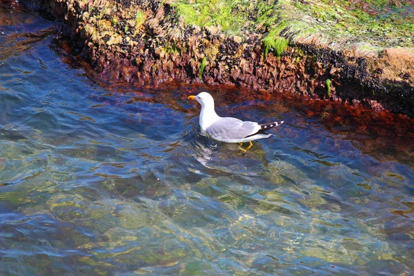 Seagull Swims Calm Waters Black Sea Bulgaria — Photo