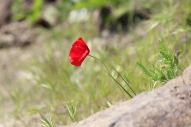 Karadeniz kıyısının yamacında parlak kırmızı gelincik