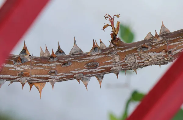 Branch Thorns Exotic Southern Plant — Zdjęcie stockowe