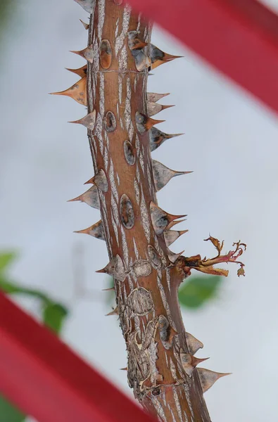 Větev Trny Exotické Jižní Rostliny — Stock fotografie