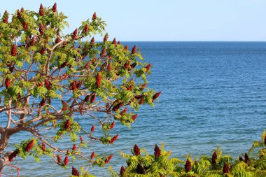 Bulgaristan 'ın Karadeniz kıyısındaki egzotik güney ağacı