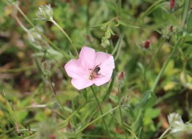 Bir arı, güzel bir yabani çiçekten tatlı nektar çıkarır.