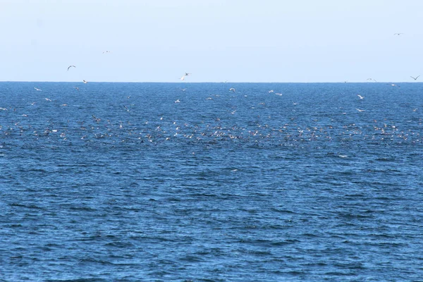 Flock Gulls Cormorants Found Large School Fish Sea — Foto de Stock