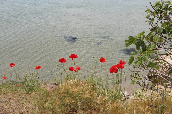 Bright Red Poppy Slope Black Sea Coast — Stockfoto
