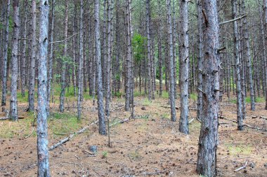 Sveti Vlas kenti yakınlarındaki Bulgar ormanlarında yol
