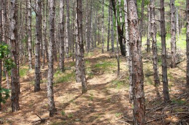 Sveti Vlas kenti yakınlarındaki Bulgar ormanlarında yol