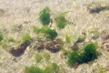 view of bright plants at the bottom of the Black Sea