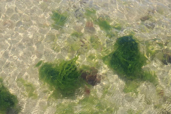 Pohled Jasné Rostliny Dně Černého Moře — Stock fotografie