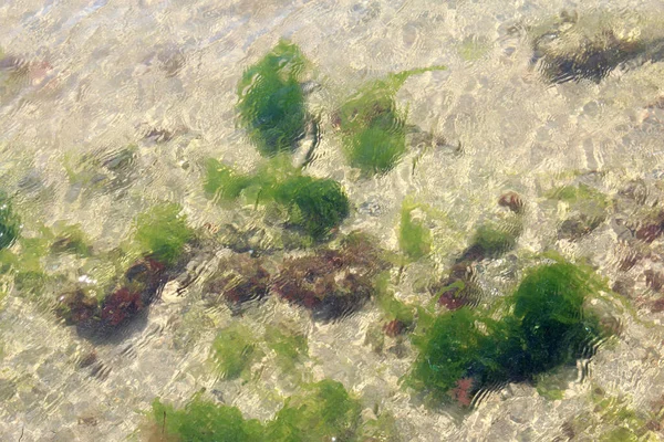 View Bright Plants Bottom Black Sea — Foto Stock