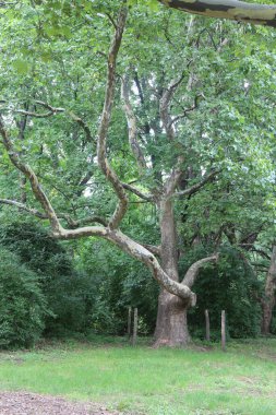 mighty old tree in the city botanical garden
