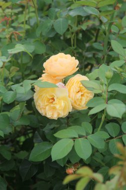 riot of beautiful summer flowers in the city botanical garden