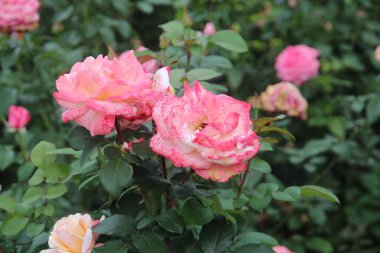 riot of beautiful summer flowers in the city botanical garden