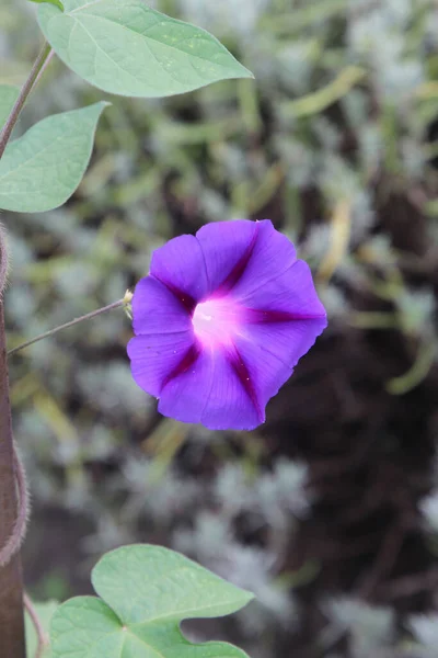 Riot Beautiful Summer Flowers City Botanical Garden — Photo