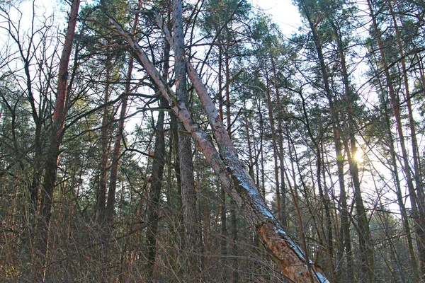 Amanhecer Inverno Floresta Pinheiros Após Furacão — Fotografia de Stock