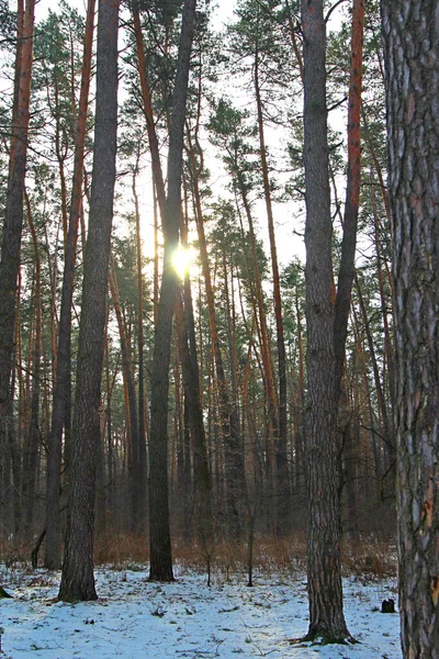 Fajar Musim Dingin Hutan Pinus — Stok Foto