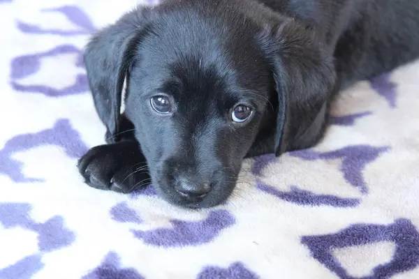 Oyun oynamaktan bıkmış köpek yavrusu efendinin kanepesinde dinleniyor.