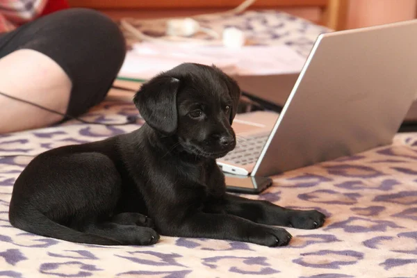 Tired Games Puppy Rests Master Sofa — Stock Photo, Image