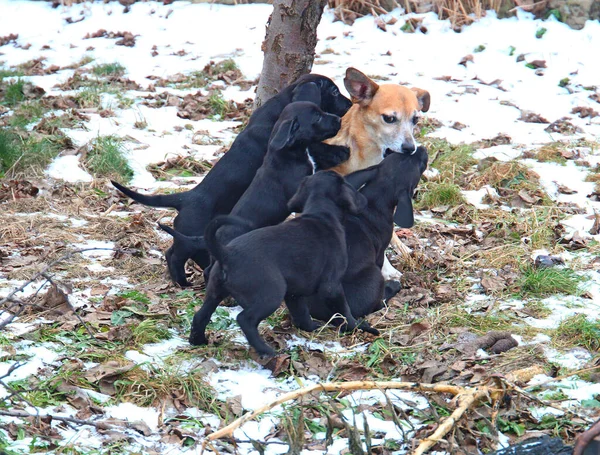 Familia Amigable Mamá Roja Cachorros Negros —  Fotos de Stock