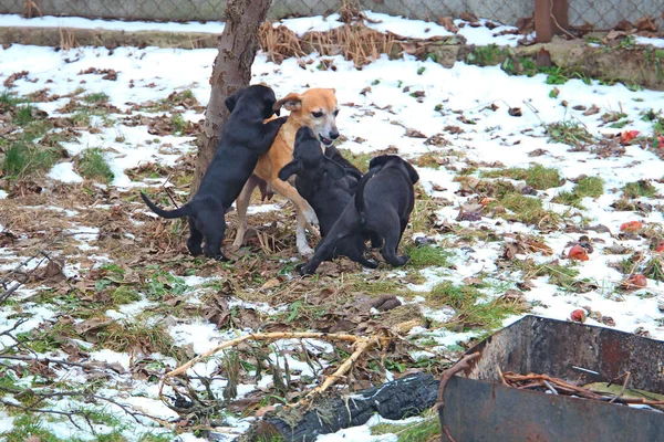 Familia Amigable Mamá Roja Cachorros Negros — Foto de Stock