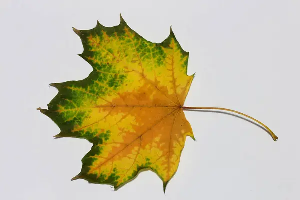 色彩艳丽的秋天树叶 — 图库照片
