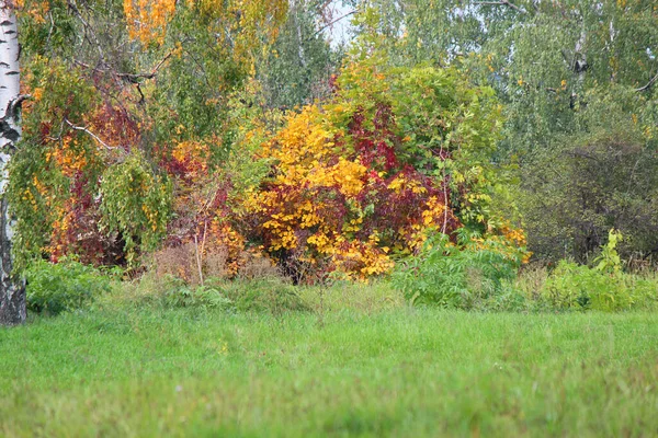 Malowniczy Zakątek Ogrodu Botanicznego Wczesną Jesienią — Zdjęcie stockowe