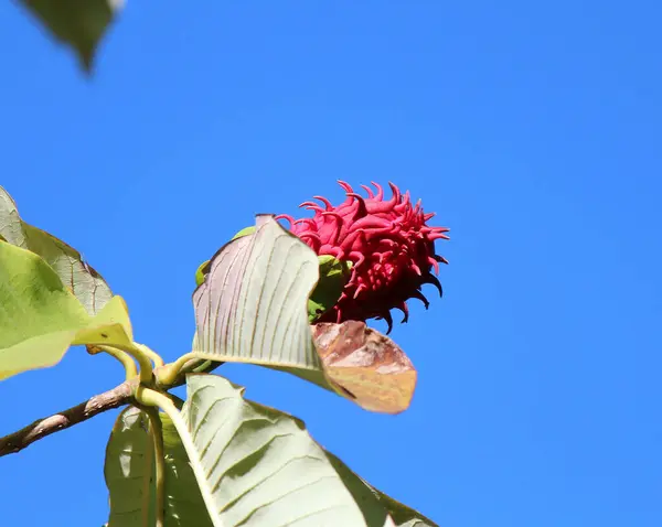 Frutta Magnolia Esotica All Inizio Dell Autunno — Foto Stock