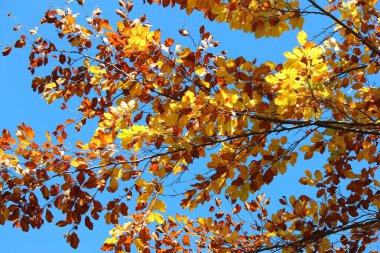 Sonbaharın başlarında botanik bahçesinin pitoresk köşesi