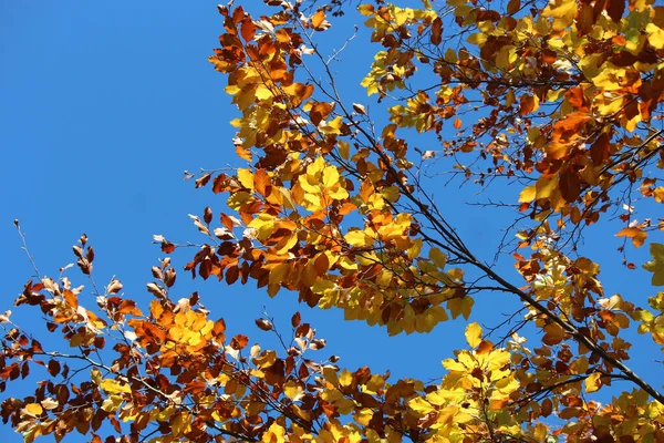 Malerische Ecke Des Botanischen Gartens Frühherbst — Stockfoto