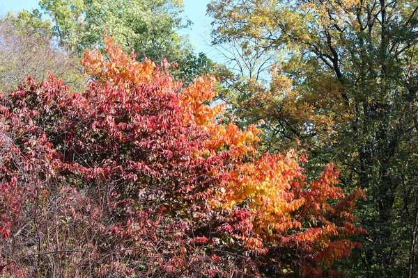 Pintoresco Rincón Del Jardín Botánico Principios Otoño — Foto de Stock