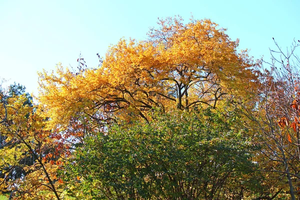 Malowniczy Zakątek Ogrodu Botanicznego Wczesną Jesienią — Zdjęcie stockowe