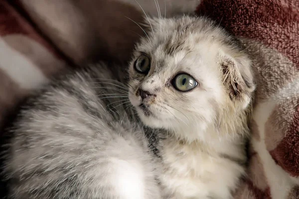 cute cat with white fluffy hair