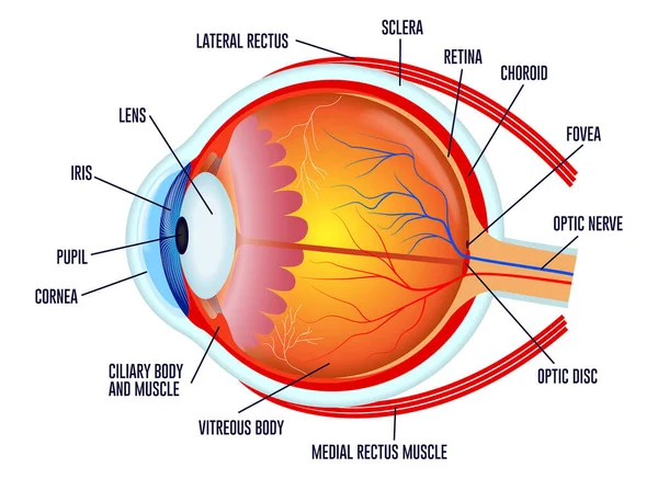 Набор Реалистичных Человеческих Глаз Изолированы Закрыть Глаза Сетчатки Глаза Человека — стоковый вектор